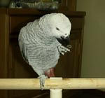 巨峰はぶどーの王様ダヨ