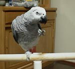 ねぇねぇ一個だけ?