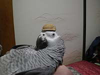 足輪無くなると天然鳥になっちゃう?