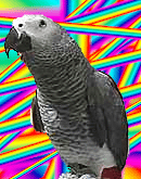 プレゼント企画だよ