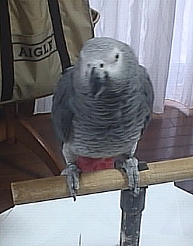 ひさしぶり〜