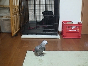 なんか嫌な予感・・・