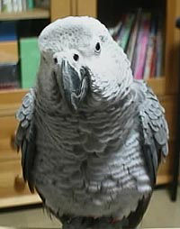 なんだ馬鹿やろーって荒井注か!?