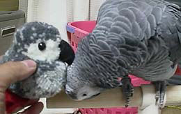 �~���Ă����`�H