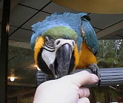 ご飯ちょうだい