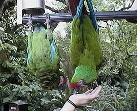 先にぶらさがったの俺なのに