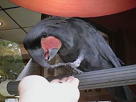 手に乗って食べようかな