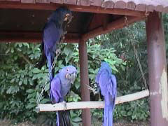 どれがこの子の親?