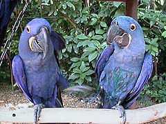 以外に素早い足の動き