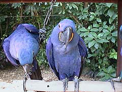 電池で動くぬいぐるみ?