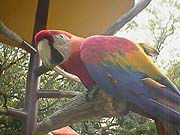 ハーゲンちゃんって誰?